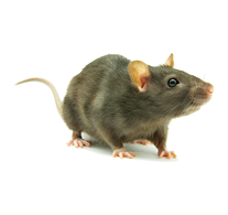 rat